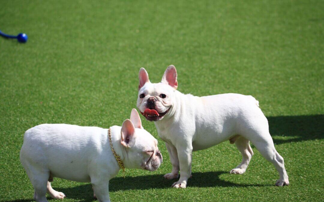 Outdoor Artificial Turf for Dogs: 8 Awesome Ways to Make it Pup-Safe!